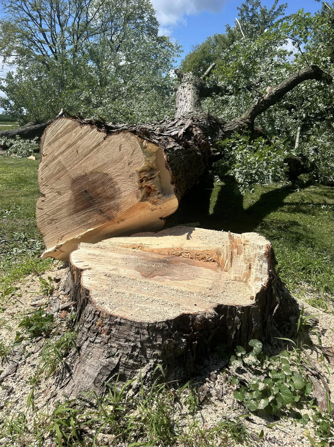 Lafayette Stump Grinding Service | Doin' It Wells